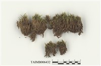 藏品(曲尾苔)的圖片